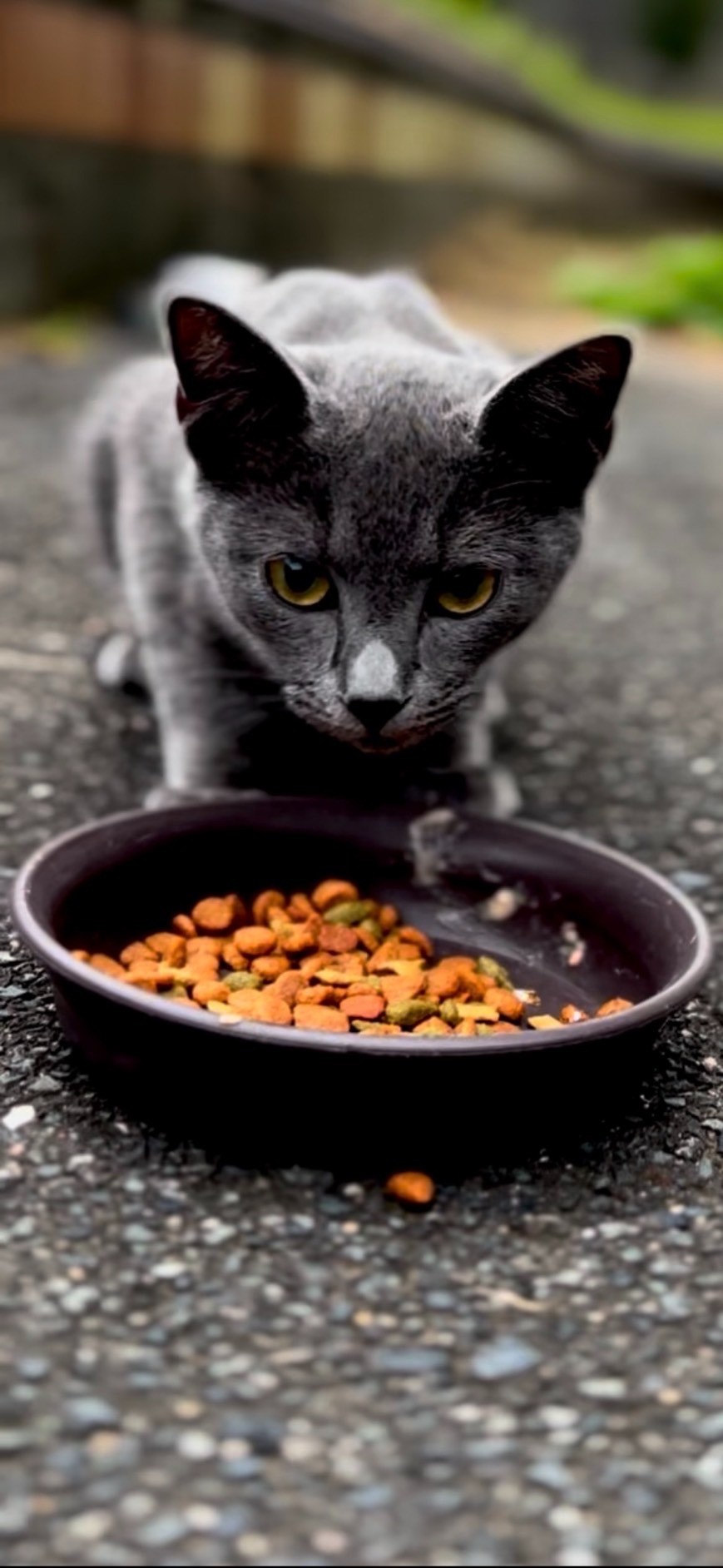 一生懸命食べる