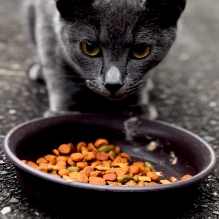 一生懸命食べる
