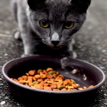 一生懸命食べる