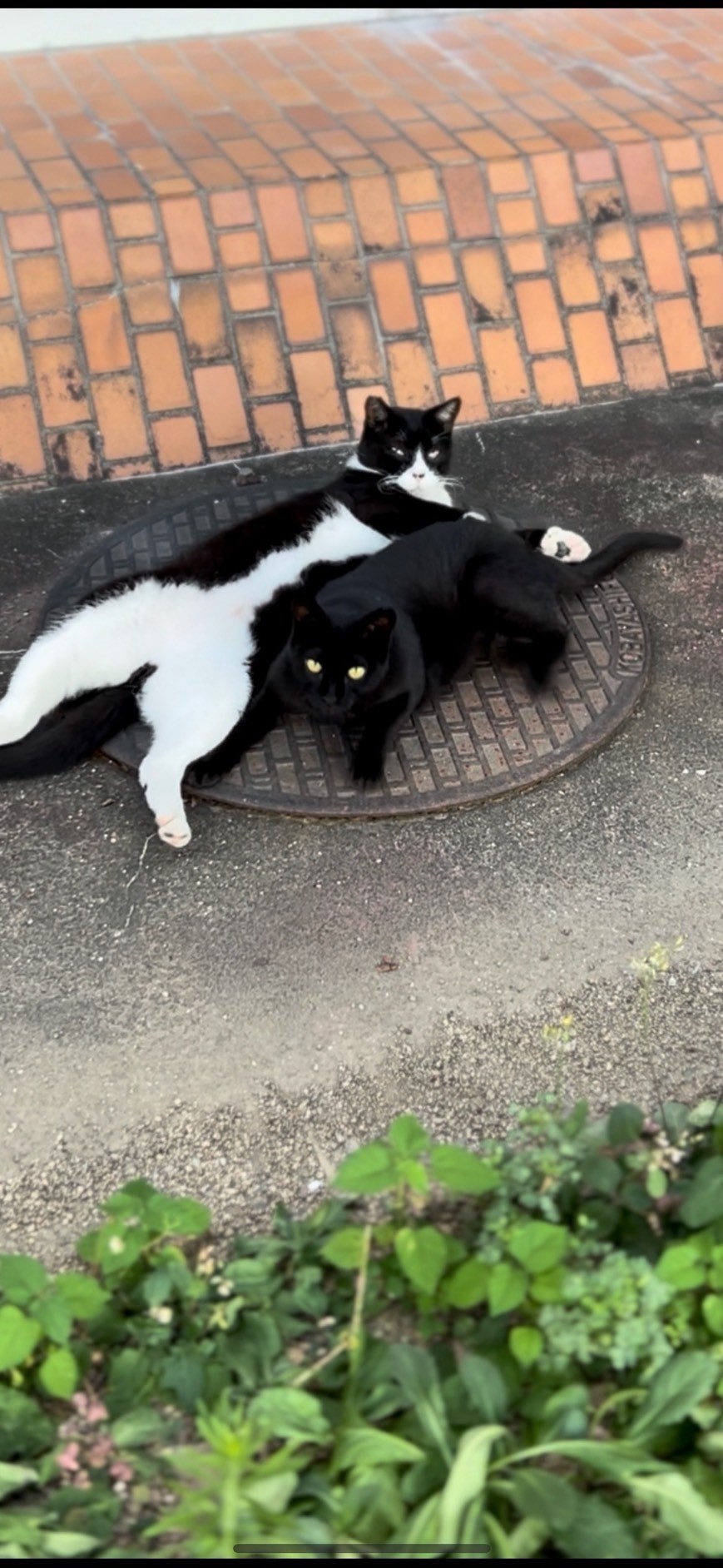 いつまでも兄妹