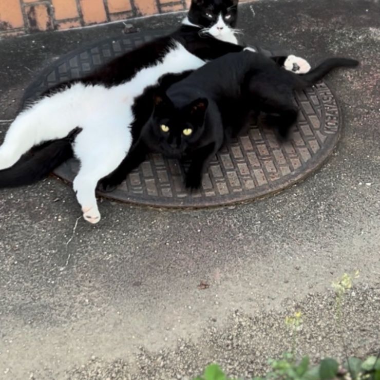 いつまでも兄妹