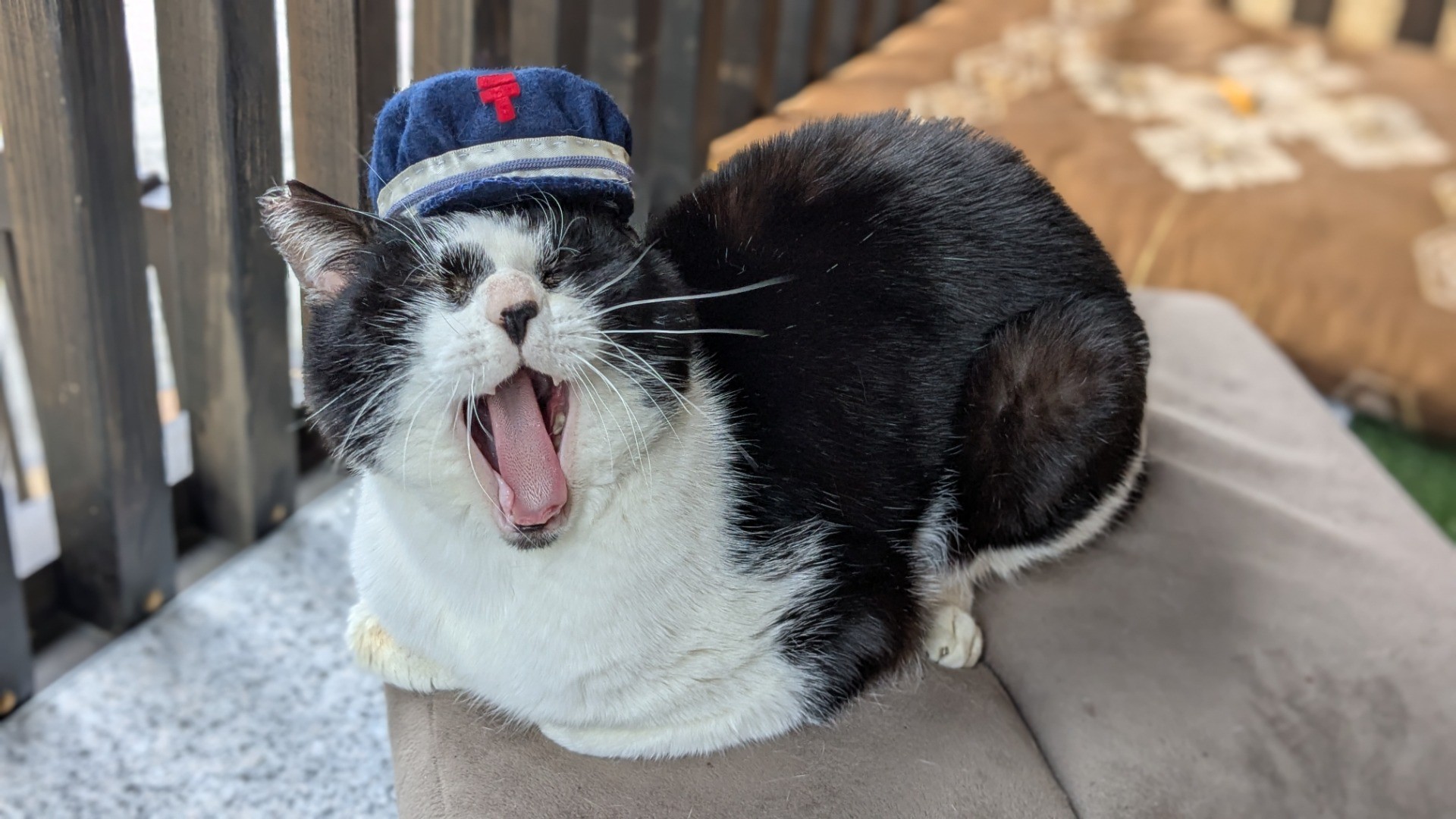 ひまにゃ🐾