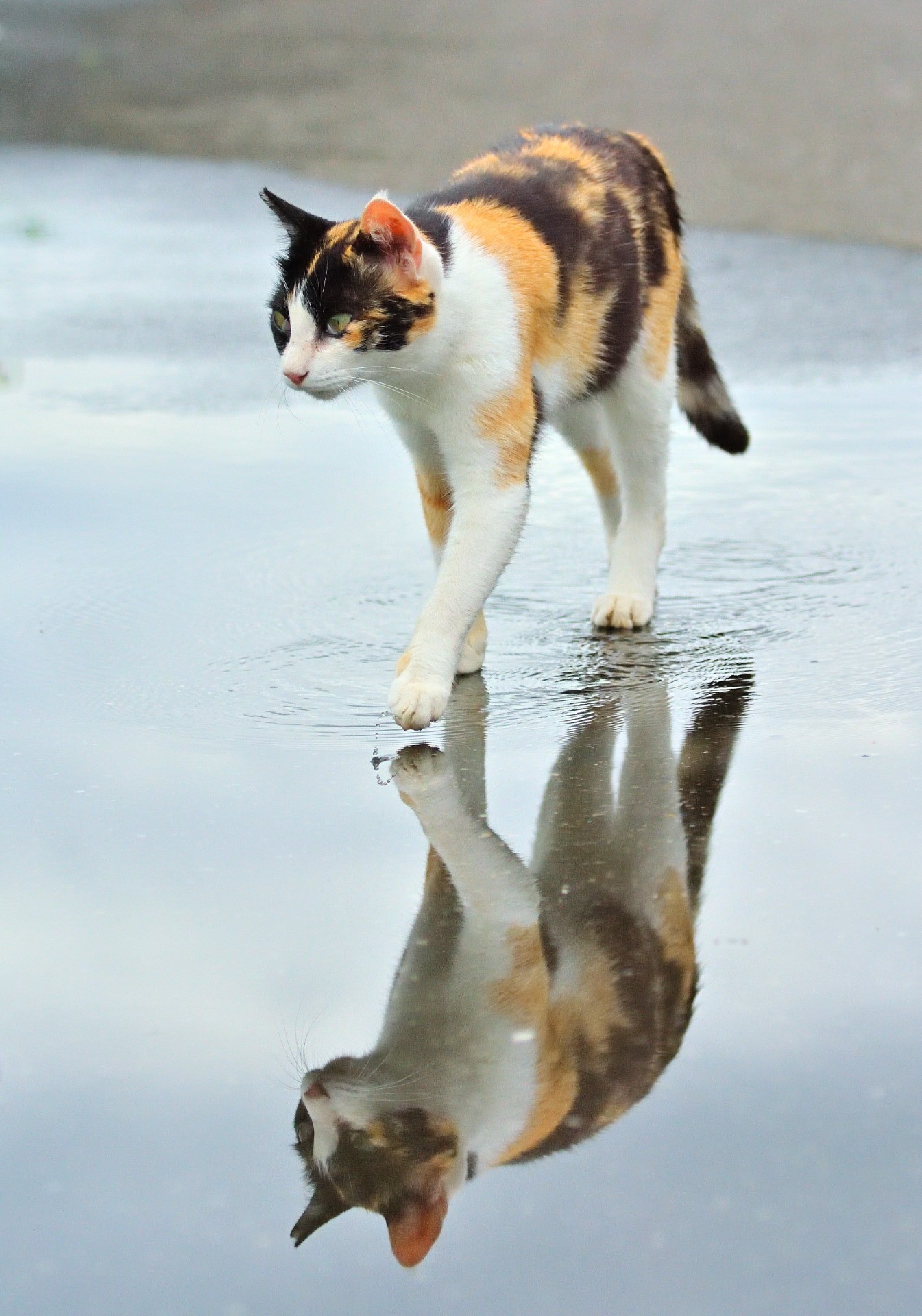 雨上がりのパトロール