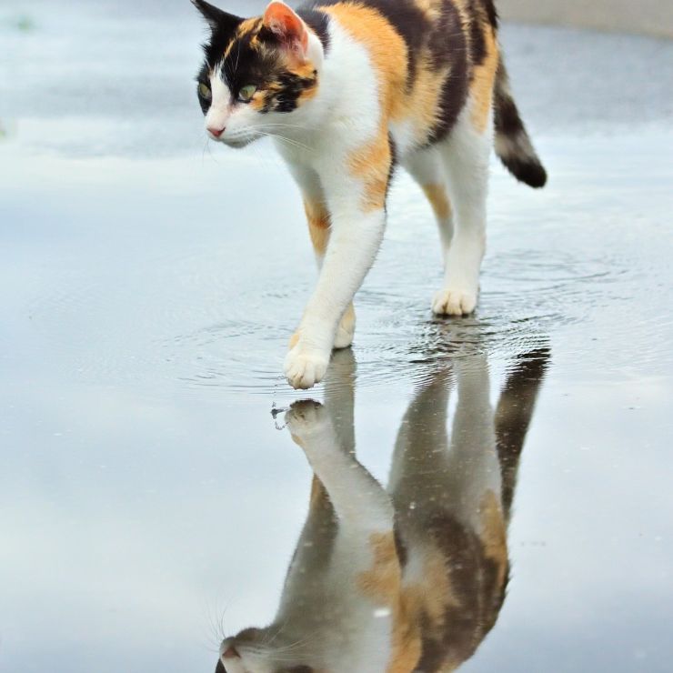 雨上がりのパトロール