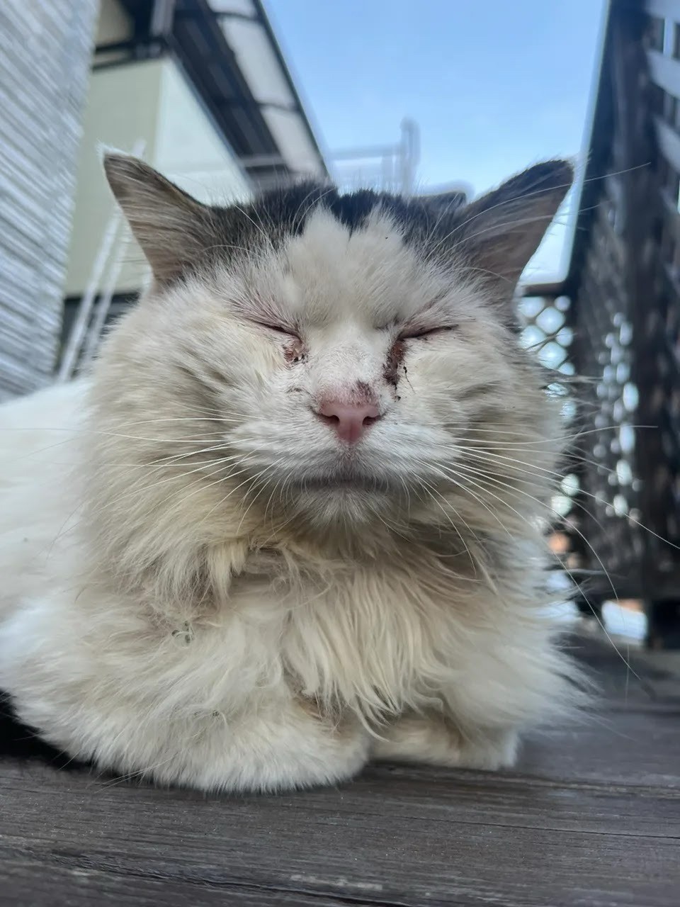 眠たいニャン！