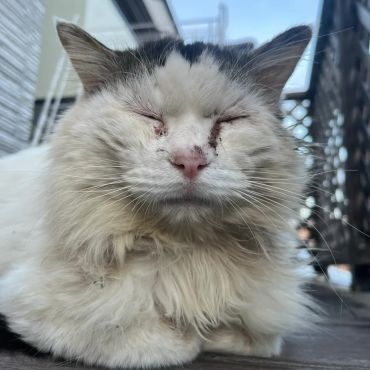 眠たいニャン！