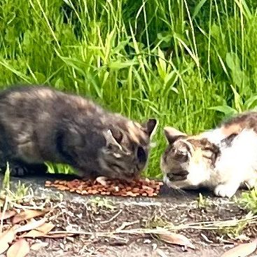 ゆず＆あんず