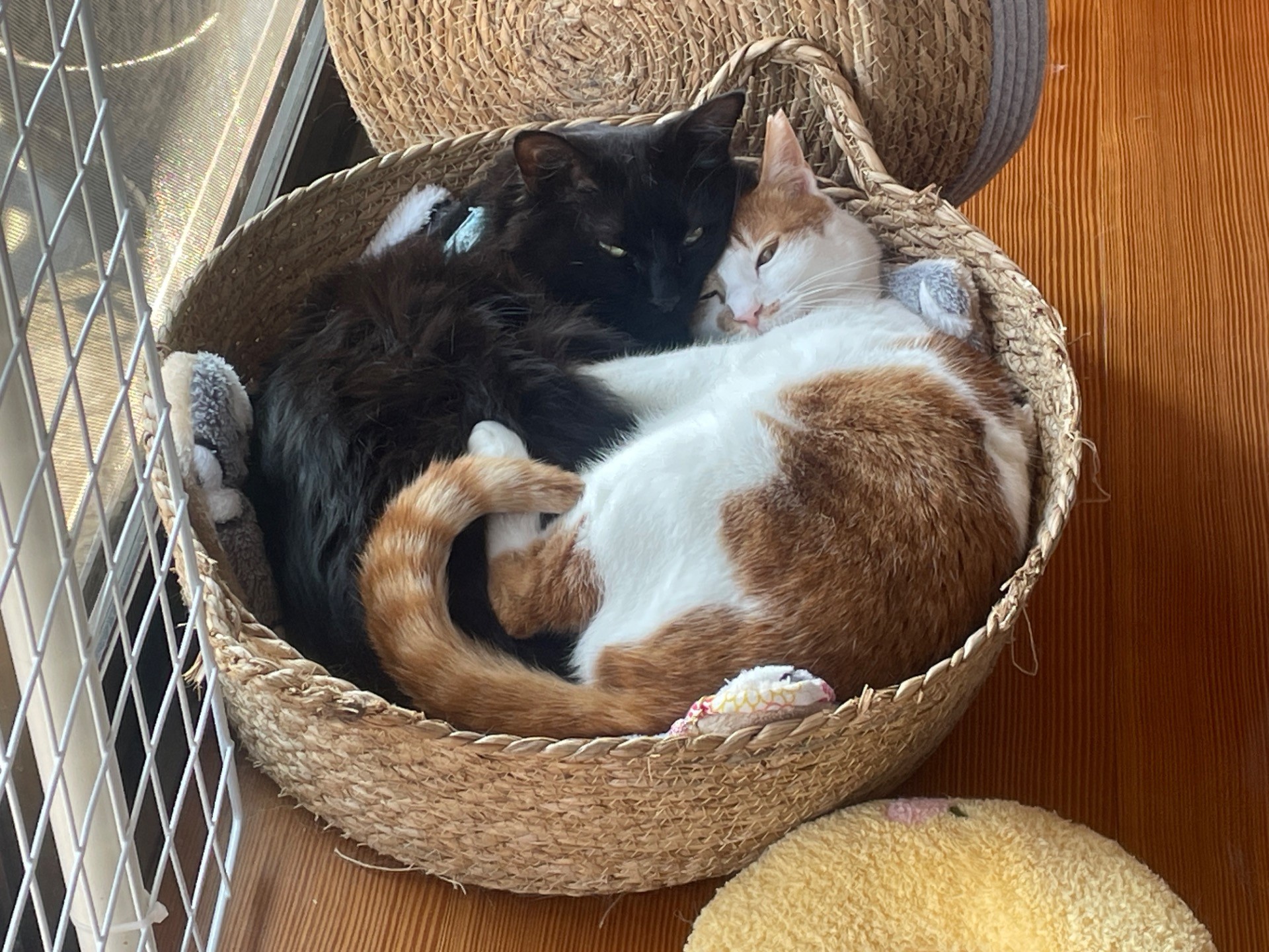 青春を取り戻した母猫