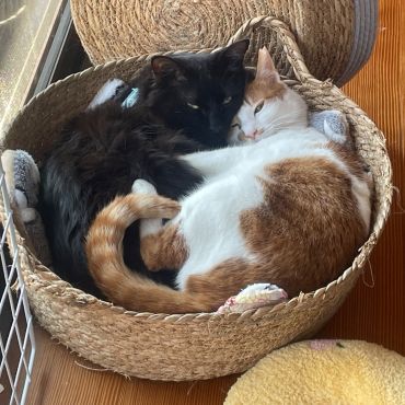 青春を取り戻した母猫