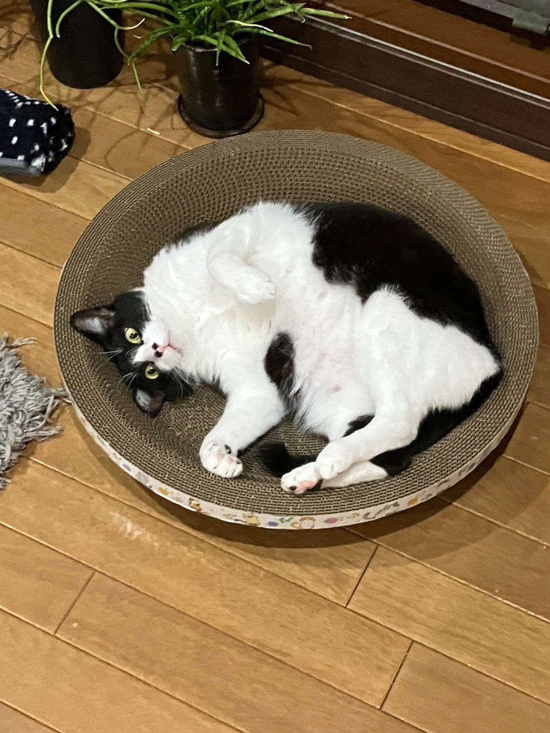 ここが僕の家ニャンだ！