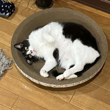 ここが僕の家ニャンだ！