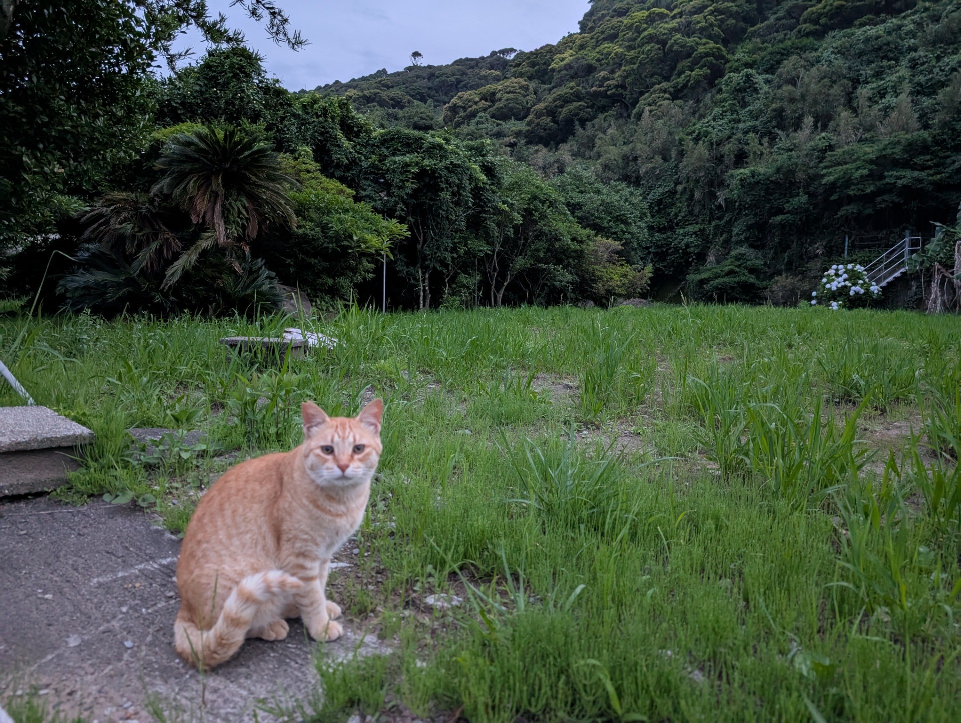 夕暮れのさくらねこ♡チャオ