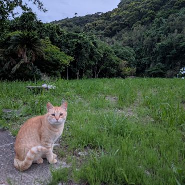 夕暮れのさくらねこ♡チャオ