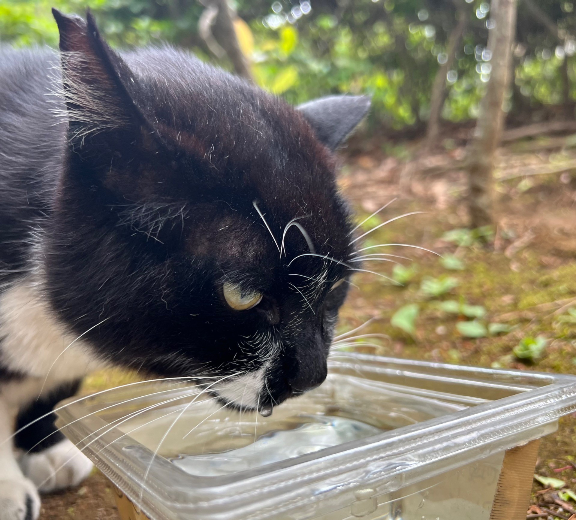 いのちのお水