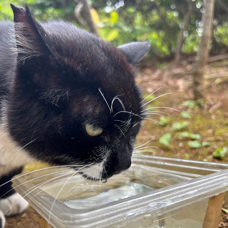 いのちのお水