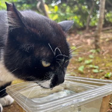 いのちのお水