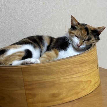 お家猫になったよ