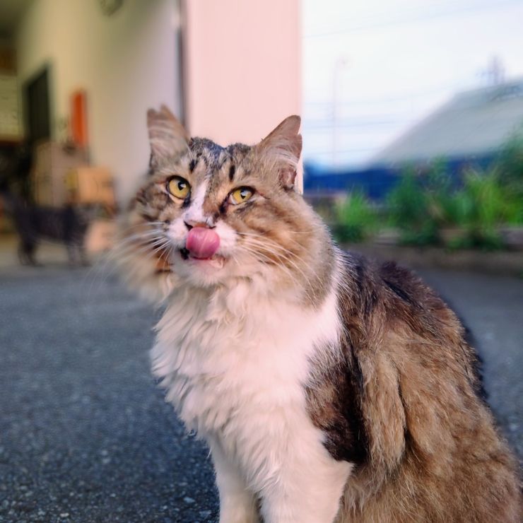 ごちそうさま🎵