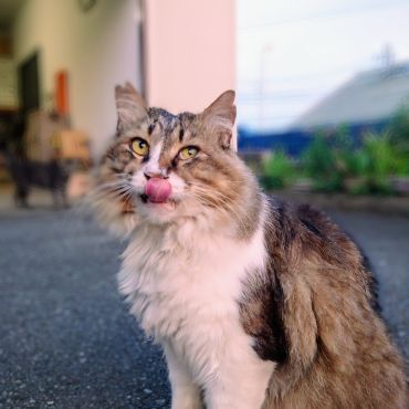 ごちそうさま🎵