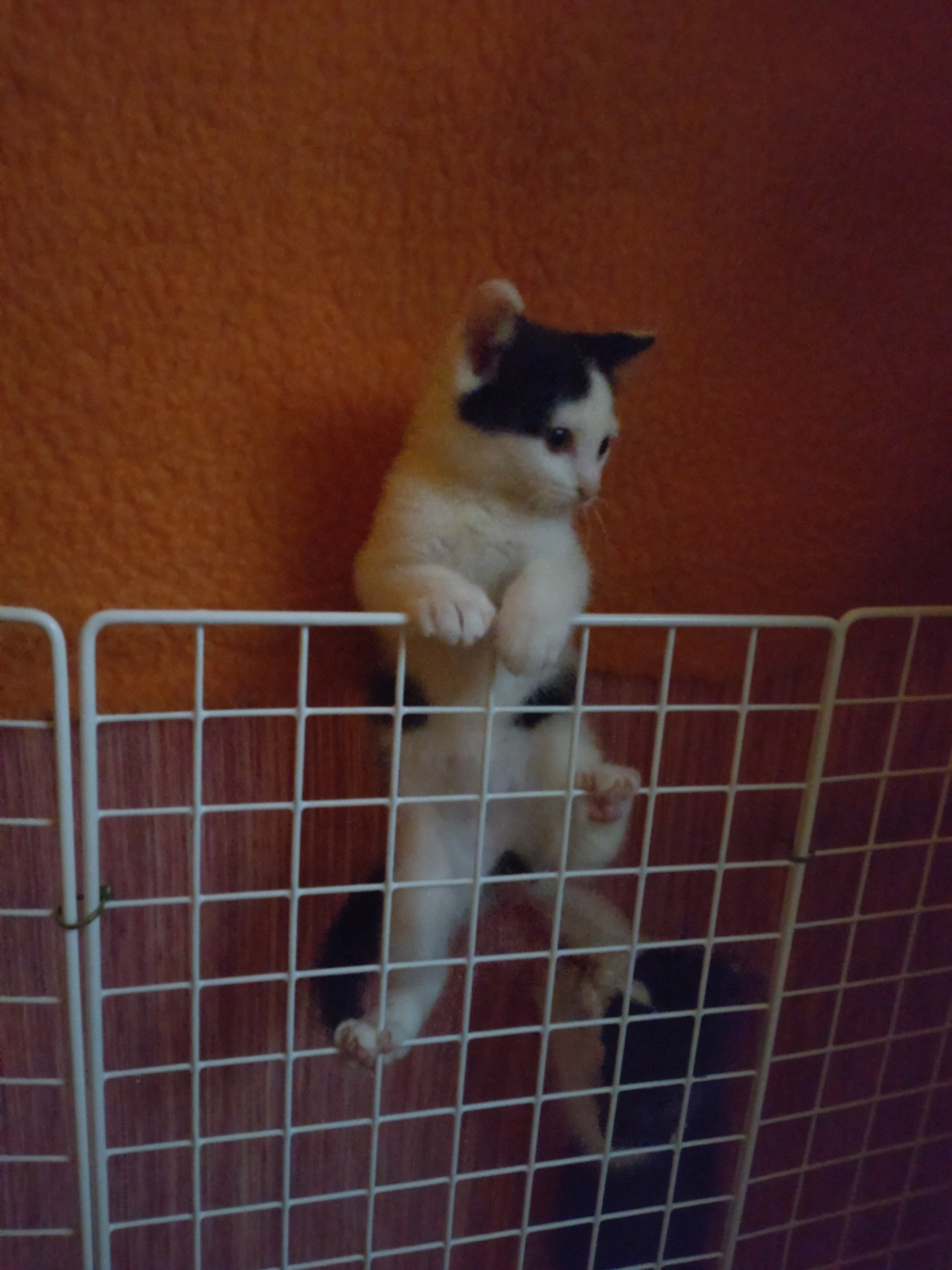 脱走計画