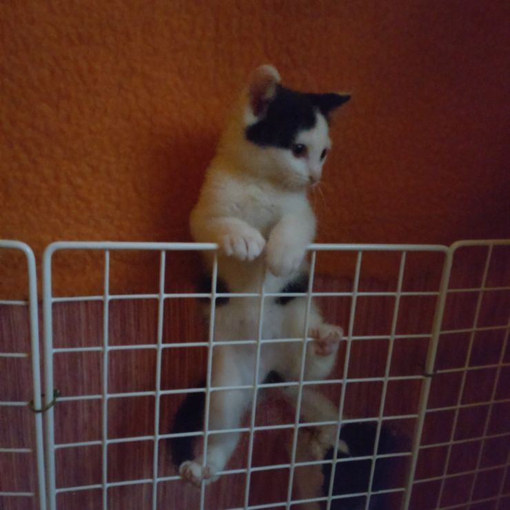 脱走計画