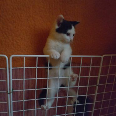 脱走計画