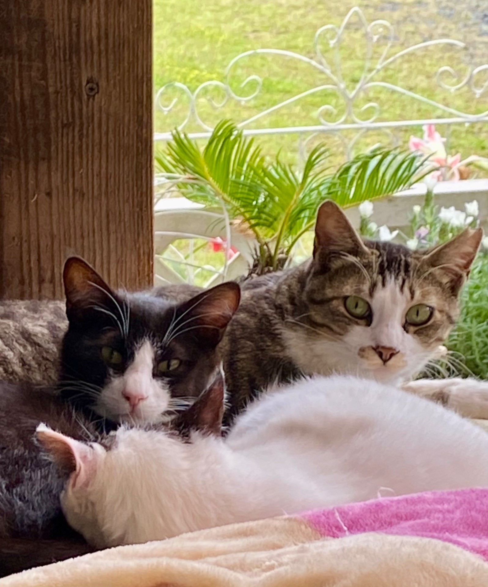 ベランダで冬を越すさくらねこと子猫達