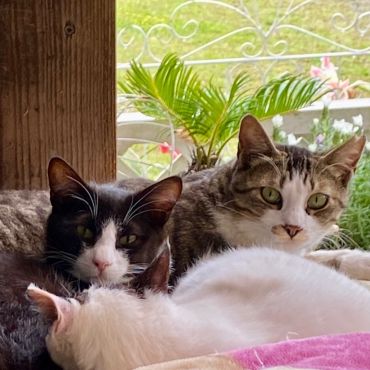 ベランダで冬を越すさくらねこと子猫達