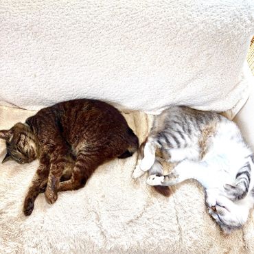 近所のボス猫さんに家がバレました