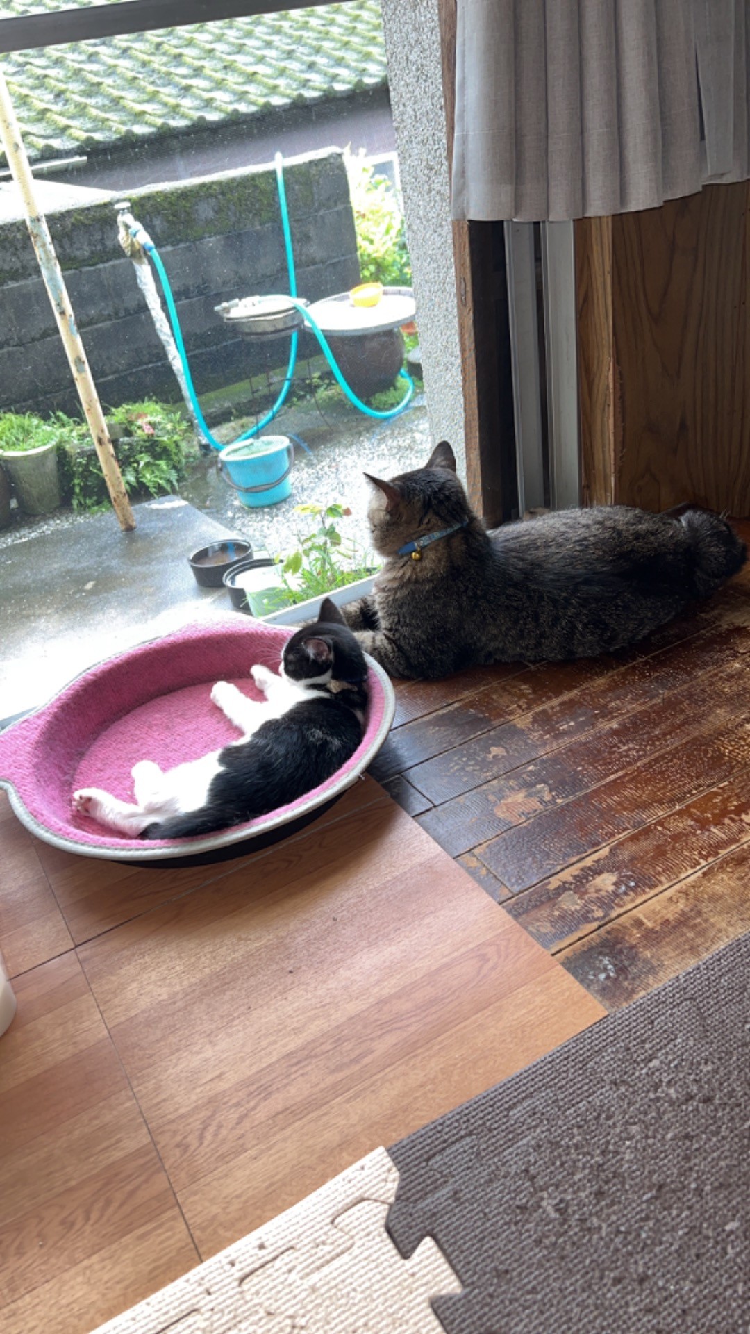 お庭を眺めてるちーちゃんとこたろうちゃん