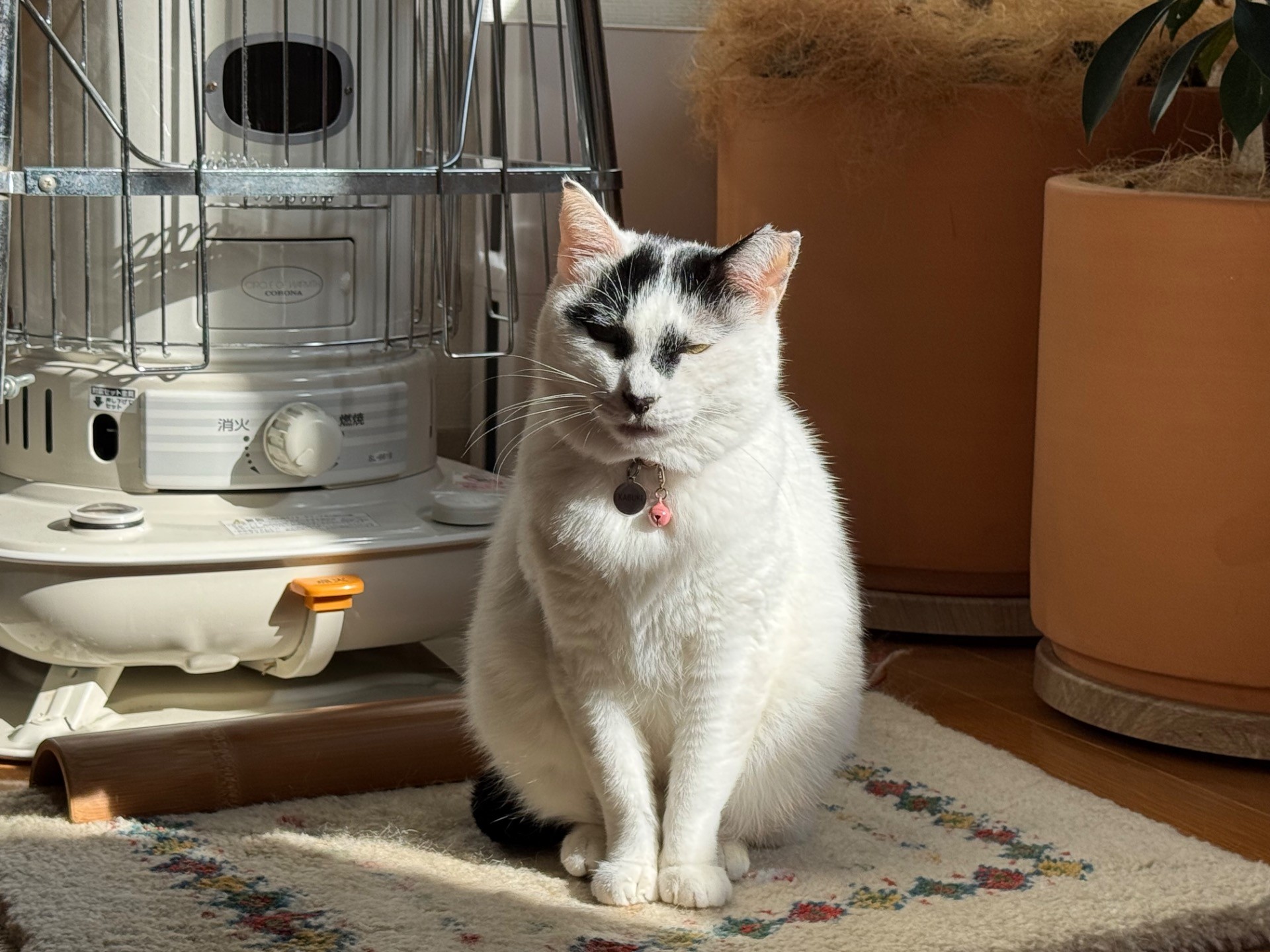 わたしも立派なお家猫