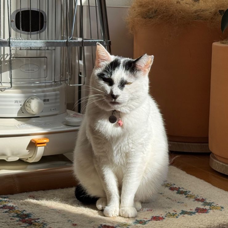 わたしも立派なお家猫