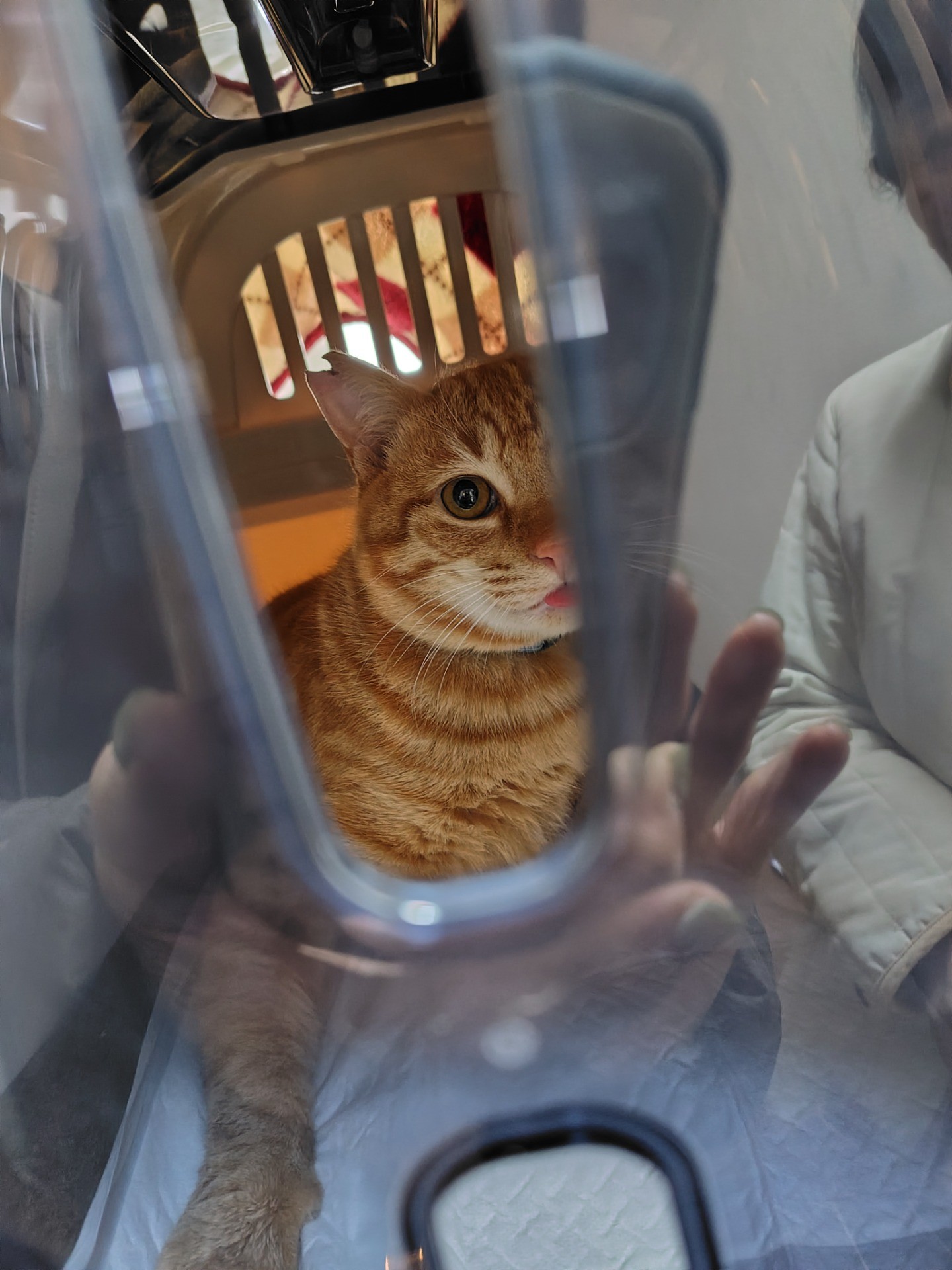今日からさくらねこです。よろしく