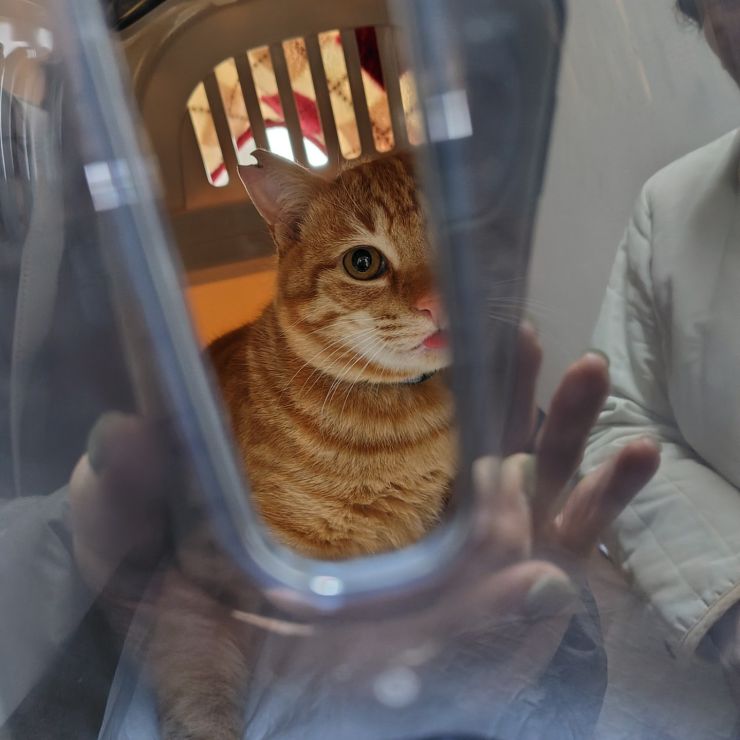 今日からさくらねこです。よろしく