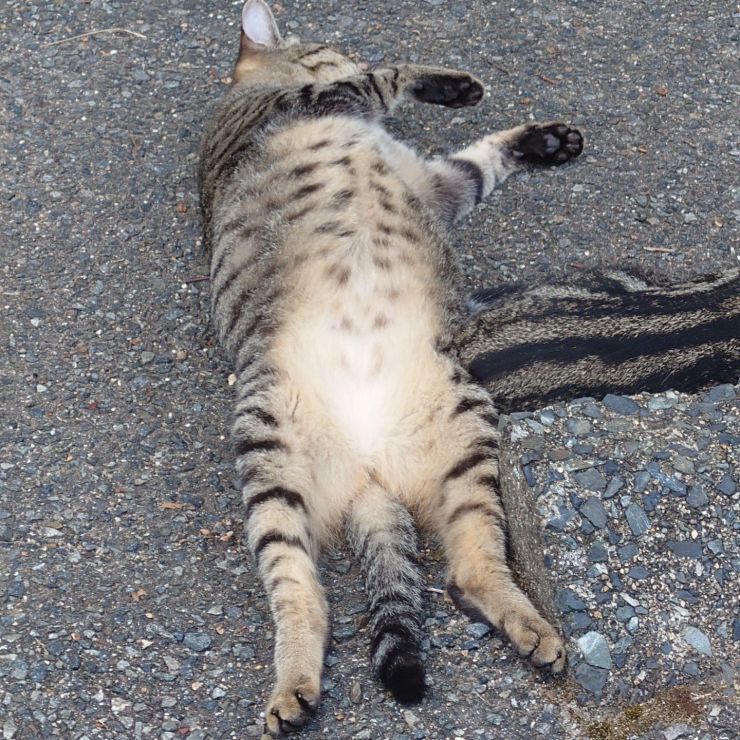 安心しすぎ