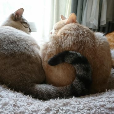ハートフル
