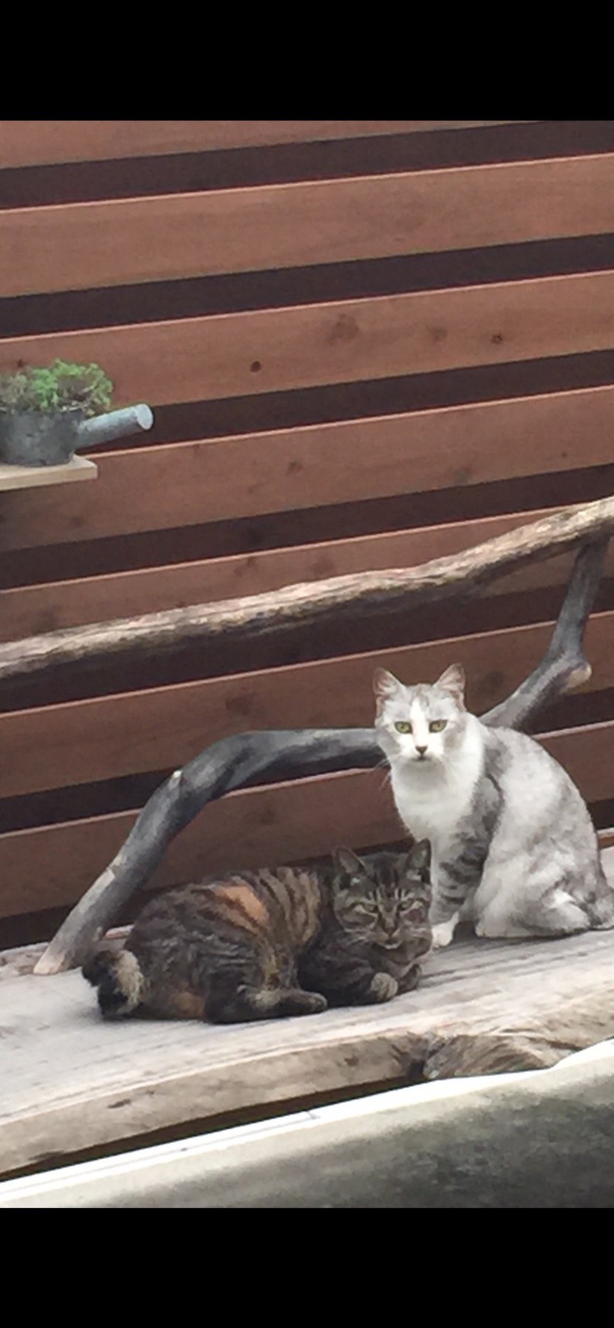 飼い主様を亡くした外猫親子