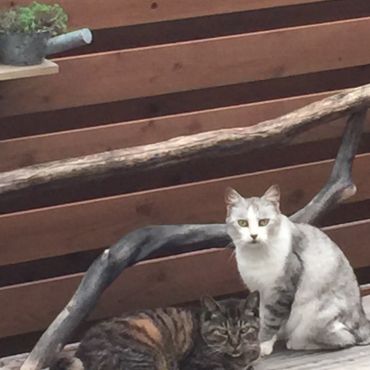 飼い主様を亡くした外猫親子