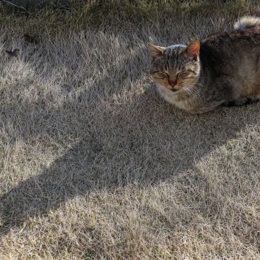 我が家では吉と呼んでいます