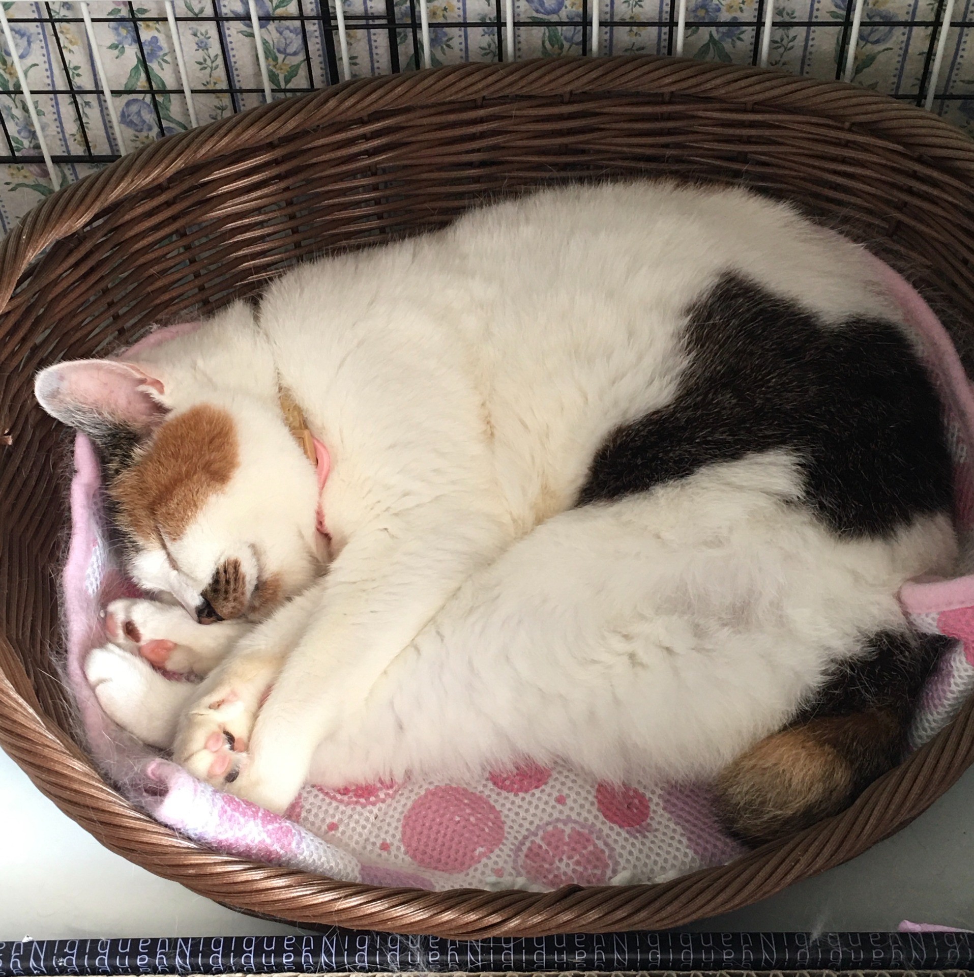 ふふ、どんな夢見てるのかしら（笑）