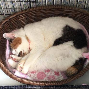 ふふ、どんな夢見てるのかしら（笑）