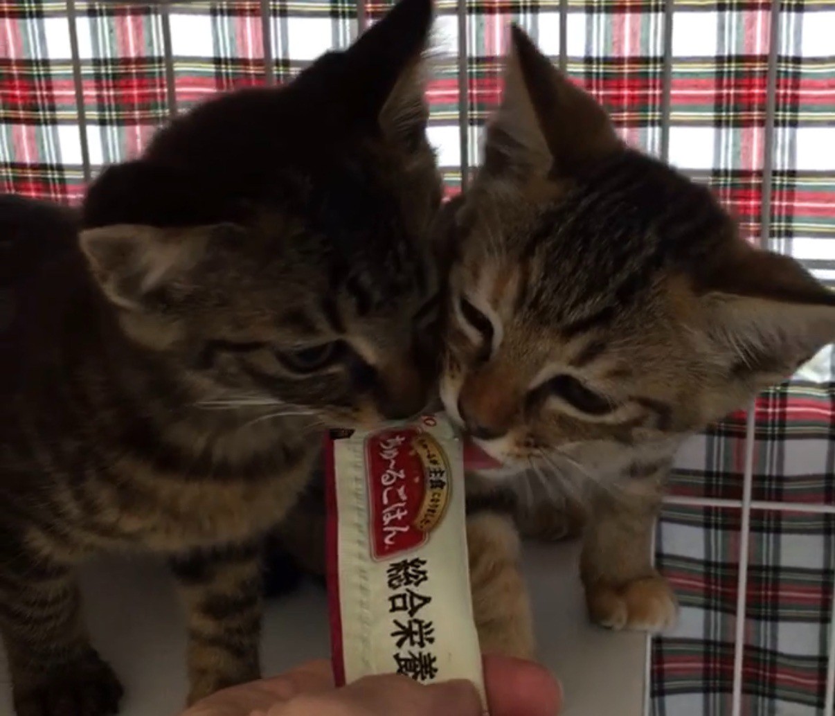 仲良くぺろぺろ、美味しいにゃん～