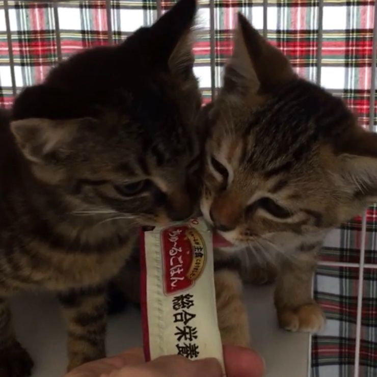仲良くぺろぺろ、美味しいにゃん~