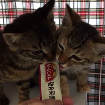 仲良くぺろぺろ、美味しいにゃん～
