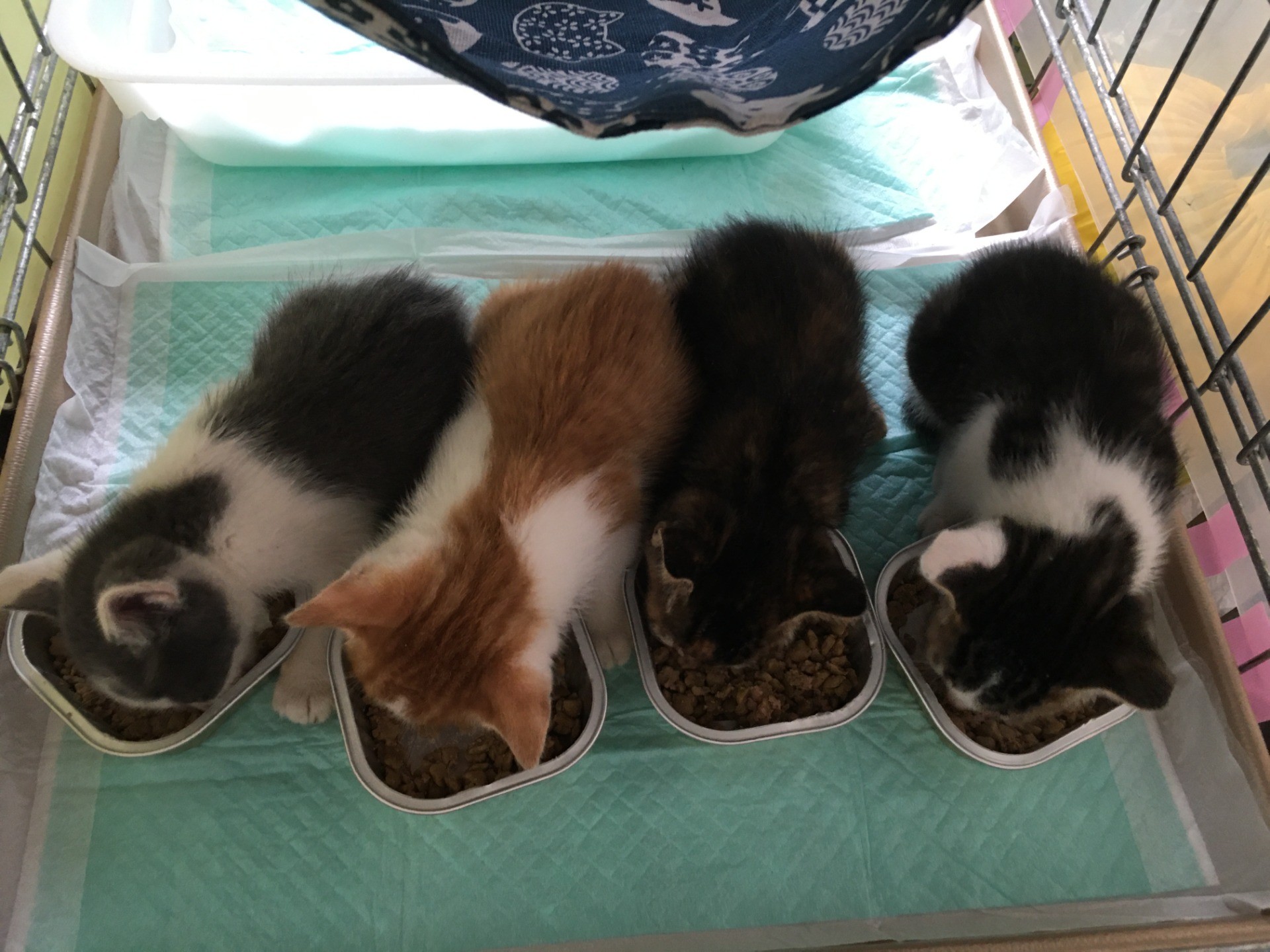 いのちつないだ！その先に