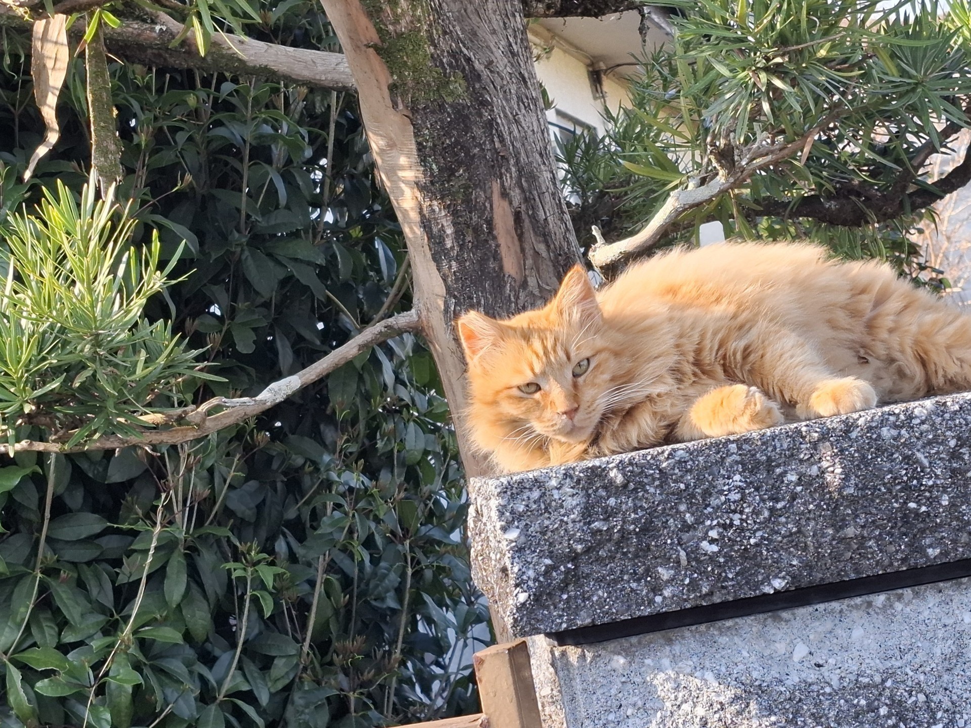 ぼくさんちゃん