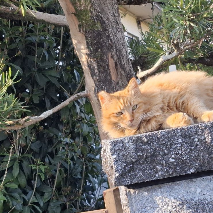 ぼくさんちゃん
