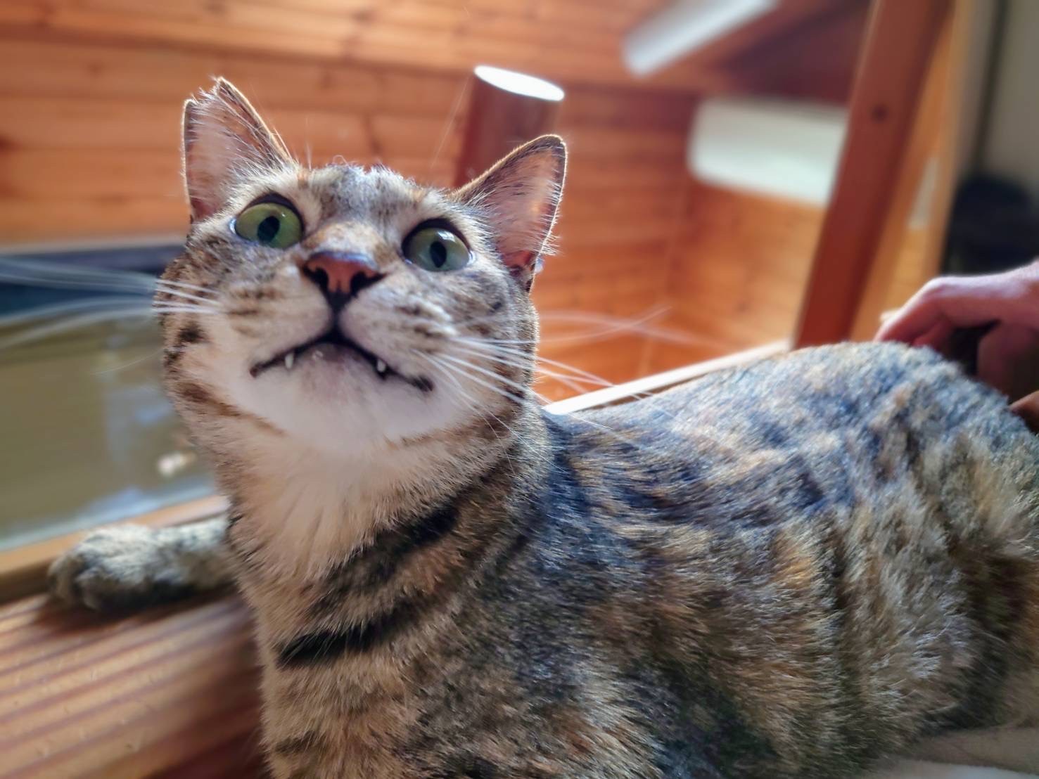 母猫の強さ