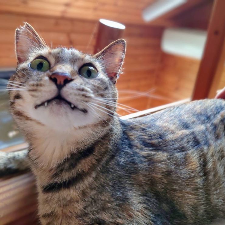母猫の強さ