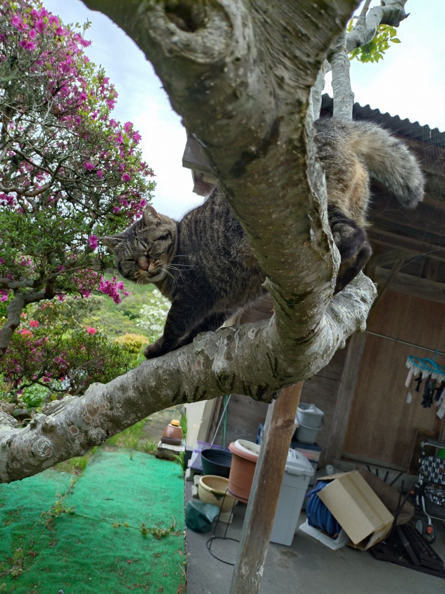 お家は屋根の上